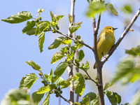 Yellow Warbler 2503
